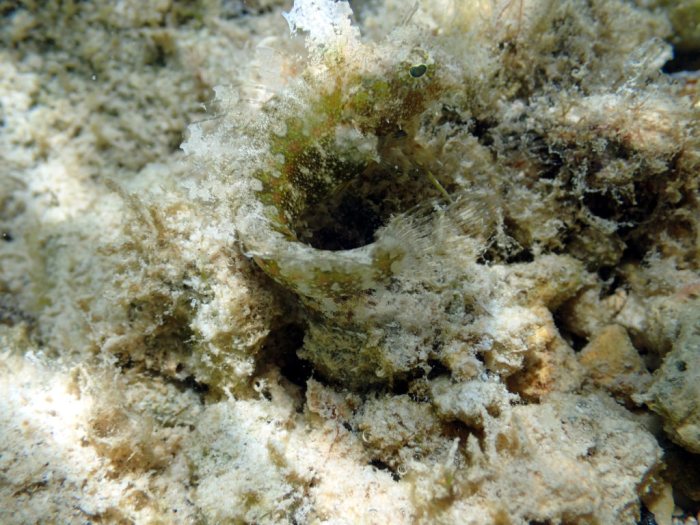 Poisson à trois nageoires