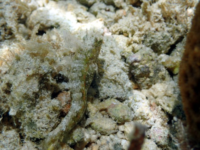 Poisson à trois nageoires
