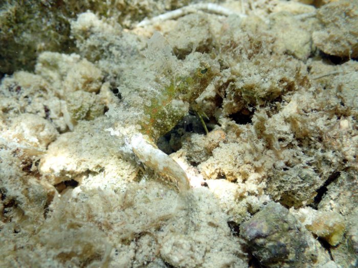 Poisson à trois nageoires