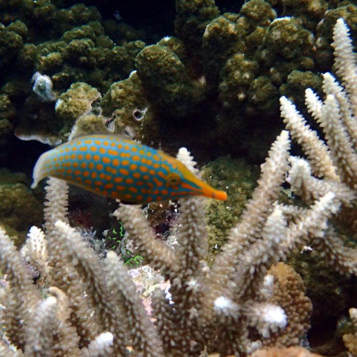 Oxymonacanthus longirostris