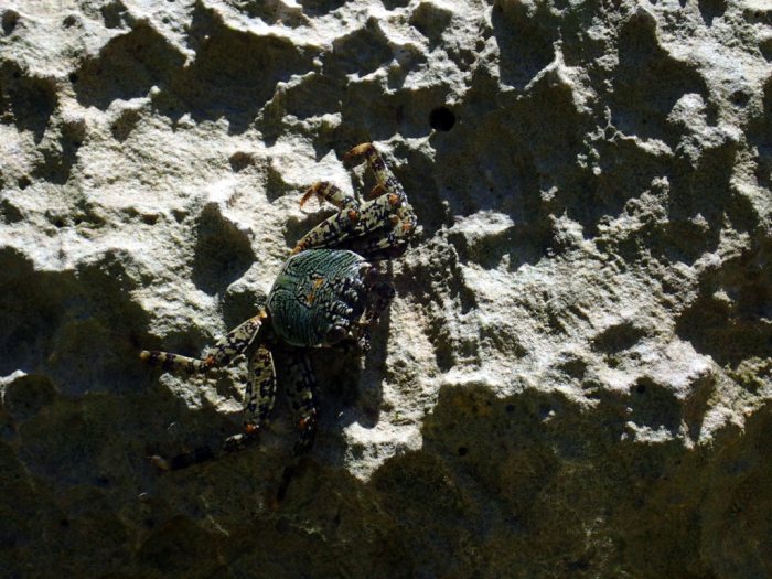 Grapsus albolineatus