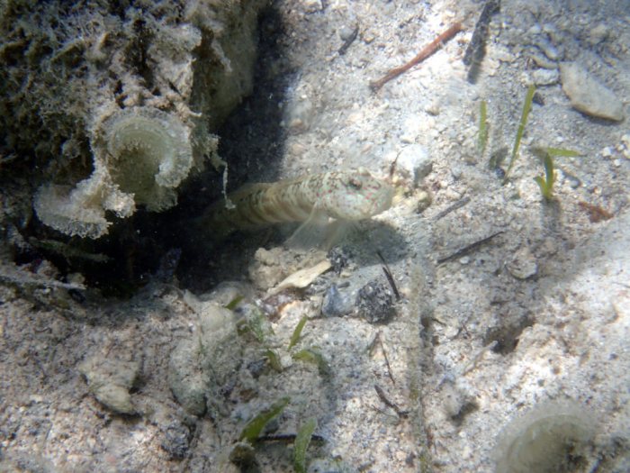 Cryptocentrus leptocephalus