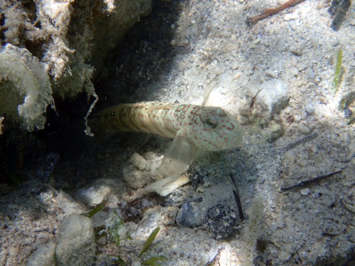Cryptocentrus leptocephalus