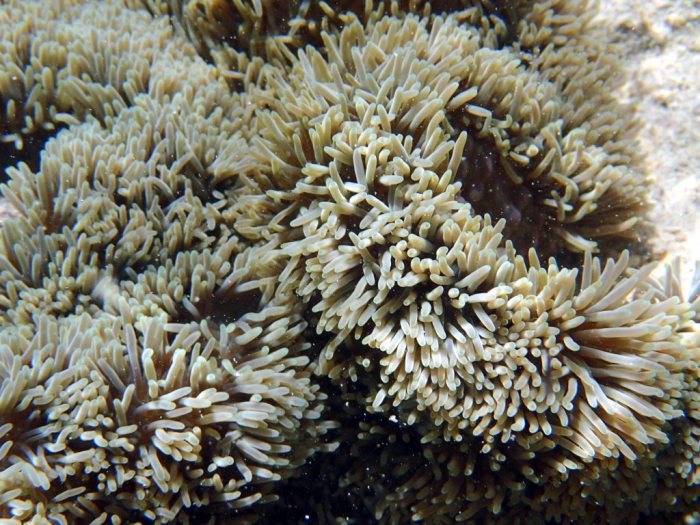 Anémone de mer