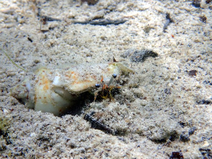 Dardanus lagopodes
