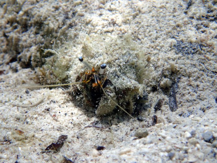 Dardanus lagopodes