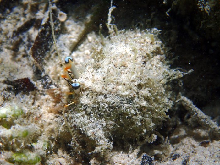 Dardanus lagopodes