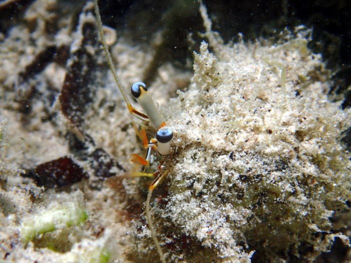 Dardanus lagopodes