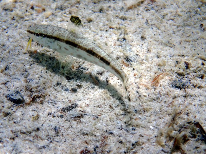 Upeneus tragula