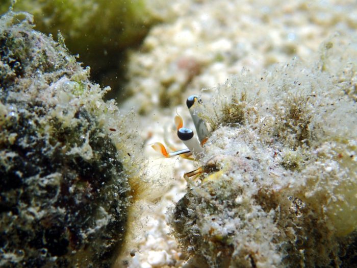 Dardanus lagopodes