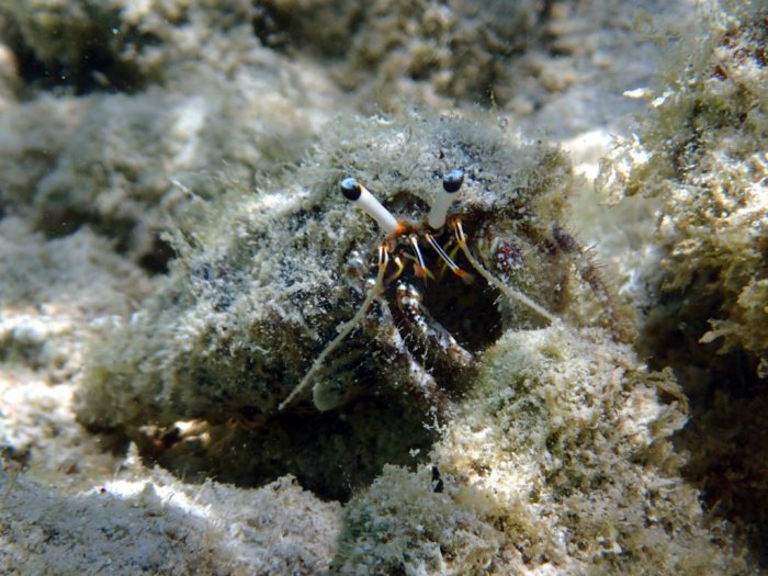 Dardanus lagopodes