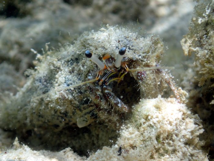 Dardanus lagopodes