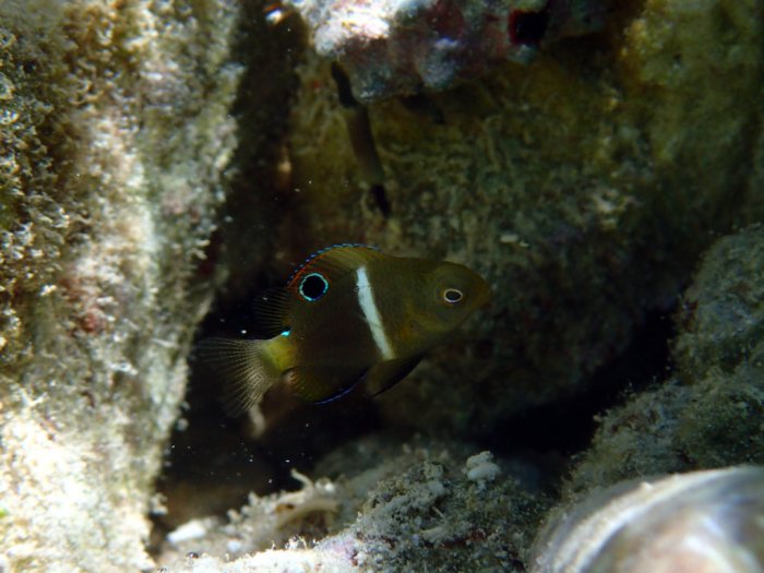 Chrysiptera biocellata