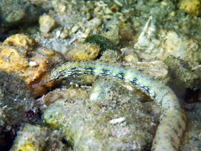 Corythoichthys haematopterus