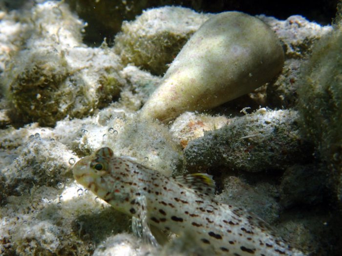 Oplopomus canioides
