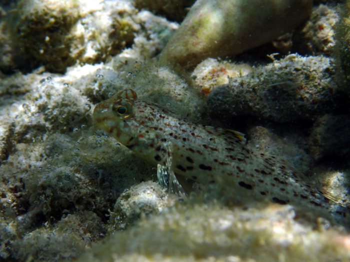 Oplopomus canioides