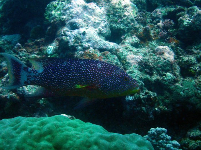 Variola louti
