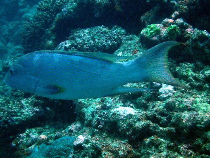 Variola louti