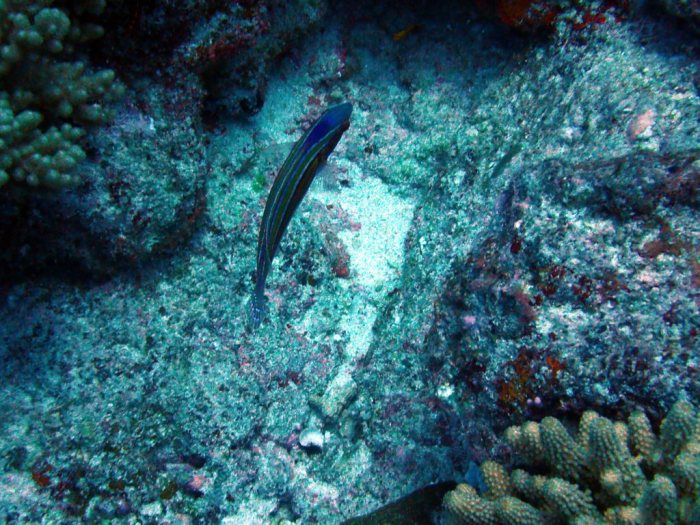 Cirrhilabrus laboutei