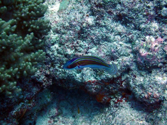 Cirrhilabrus laboutei