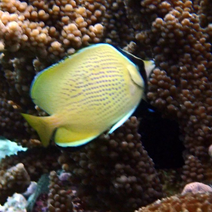 Chaetodon citrinellus