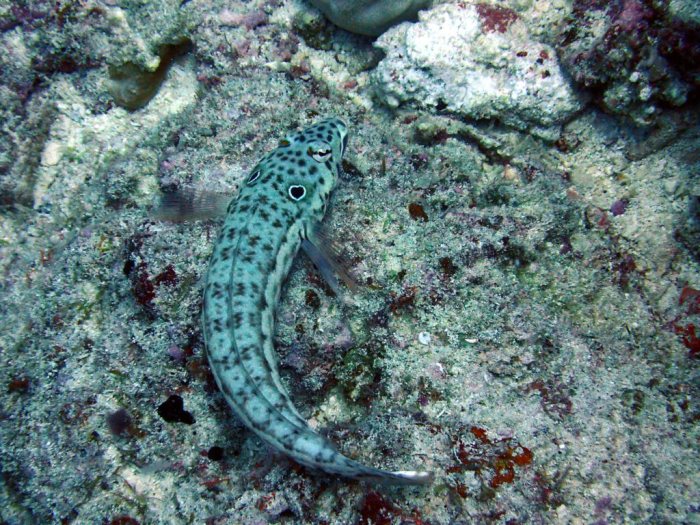 Parapercis clathrata