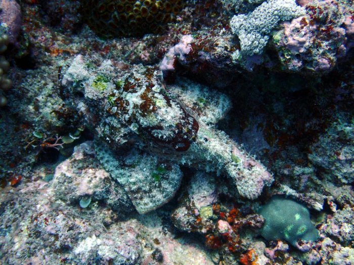 Scorpaenopsis macrochir