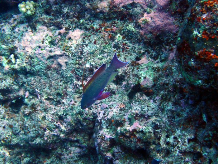 Pseudanthias squamipinnis