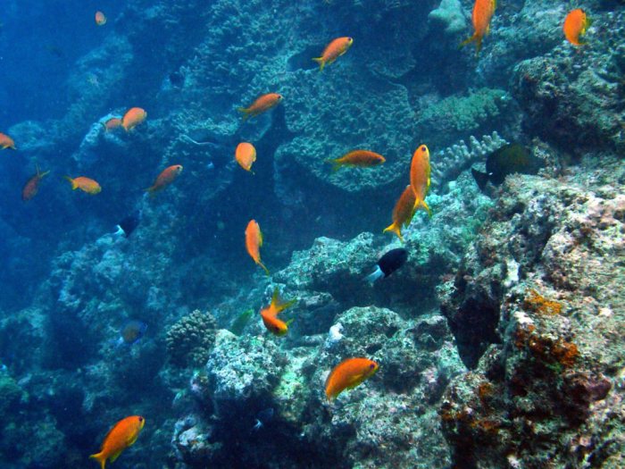 Pseudanthias squamipinnis
