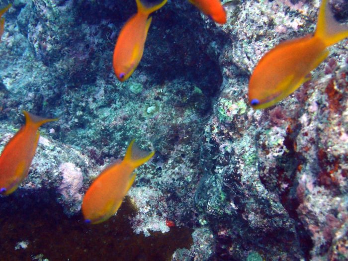 Pseudanthias squamipinnis