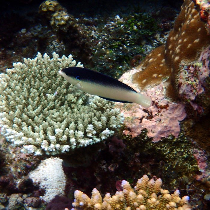 Anampses neoguinaicus