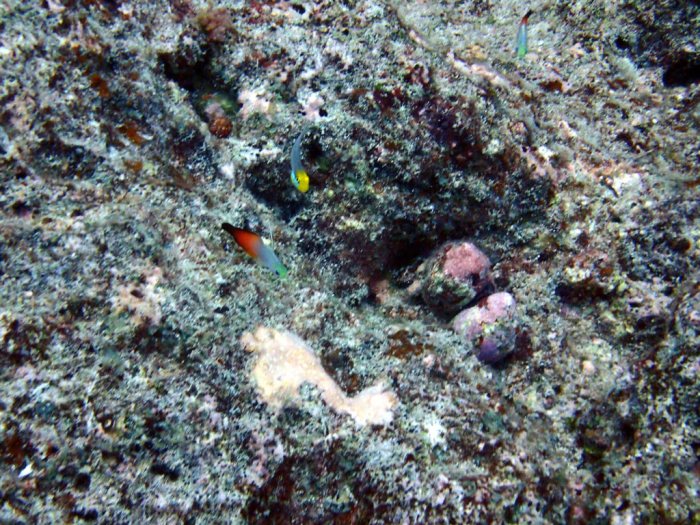 Nemateleotris magnifica