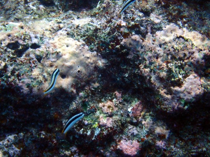Thalassoma amblycephalum