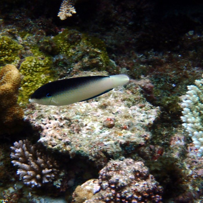 Anampses neoguinaicus