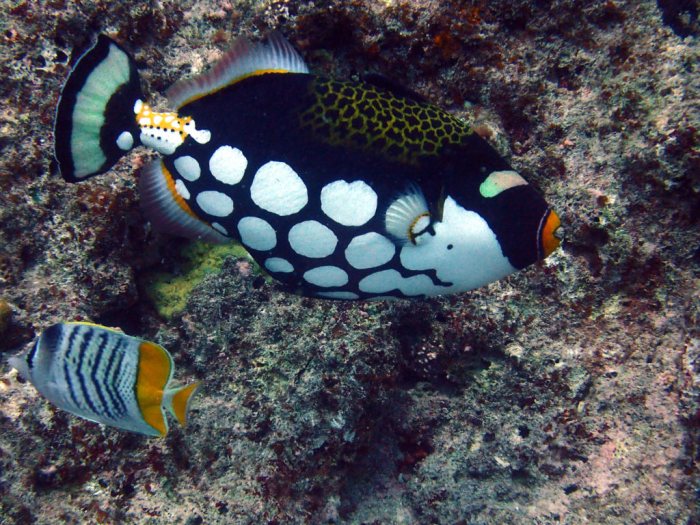 Balistoides conspicillum