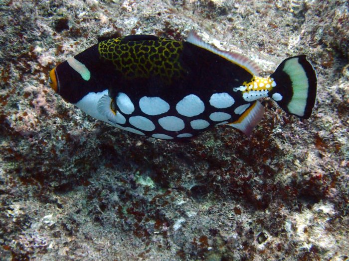 Balistoides conspicillum