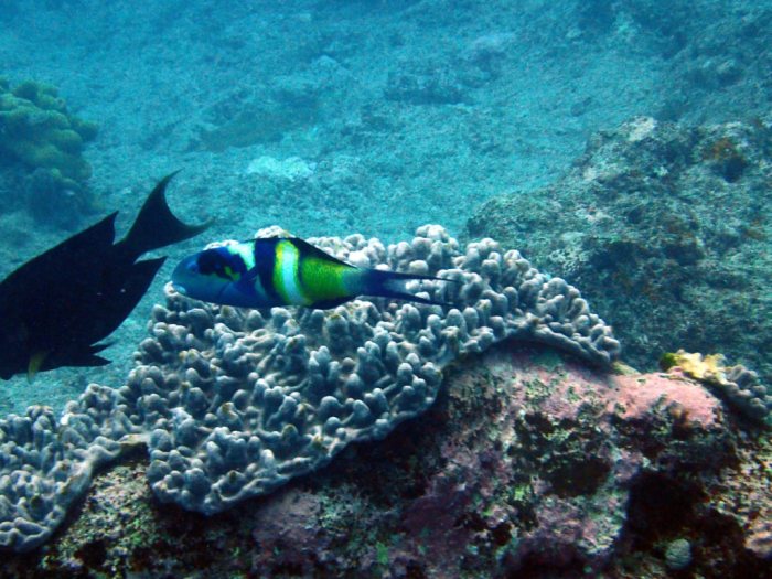 Thalassoma nigrofasciatum