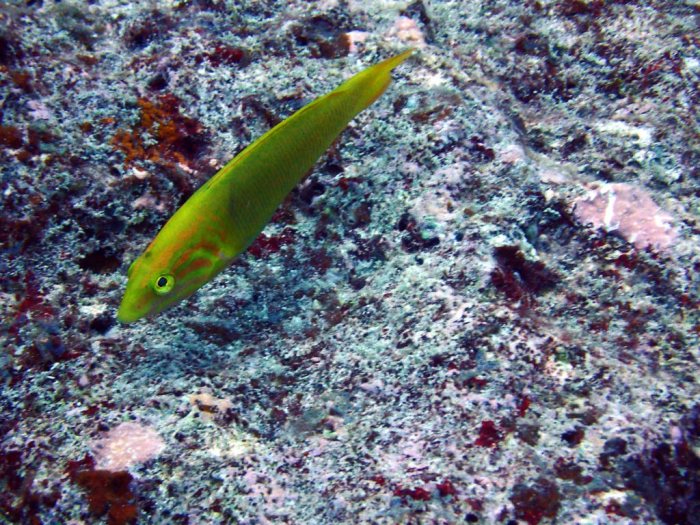 Thalassoma lutescens