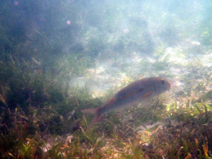 Mulloidichthys flavolineatus