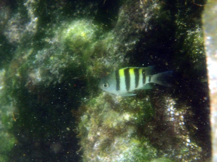 Abudefduf sexfasciatus