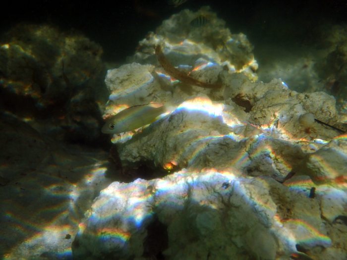 Poissons osseux