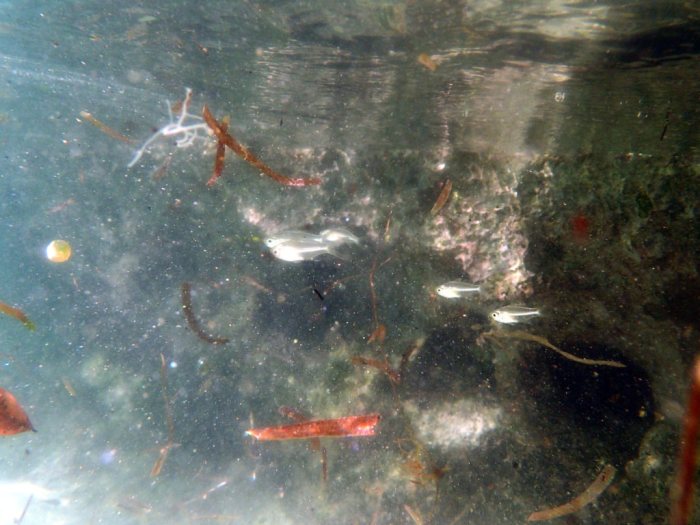 Poissons osseux