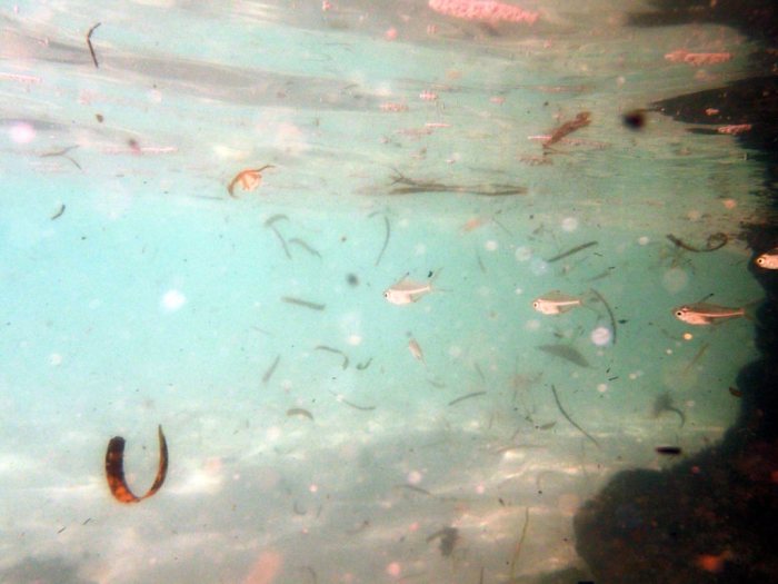 Poissons osseux
