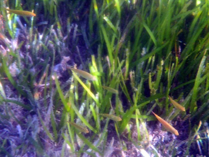 Poissons osseux