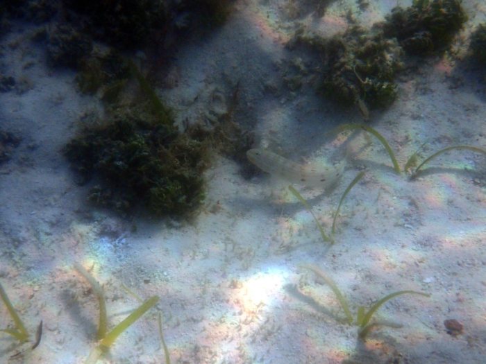 Poissons osseux