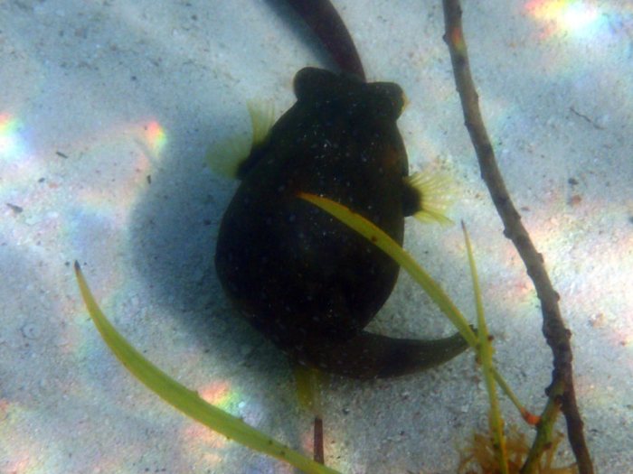 Arothron hispidus