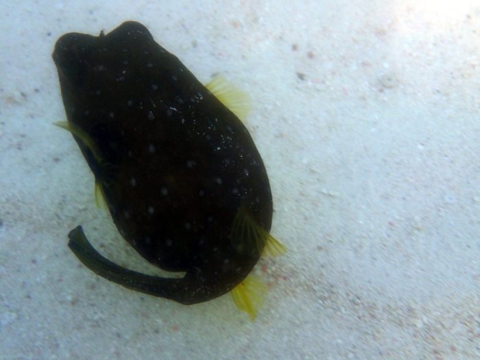 Arothron hispidus