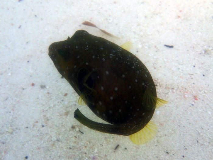 Arothron hispidus