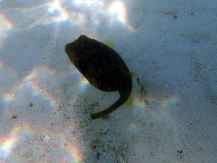 Arothron hispidus
