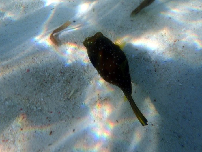 Arothron hispidus